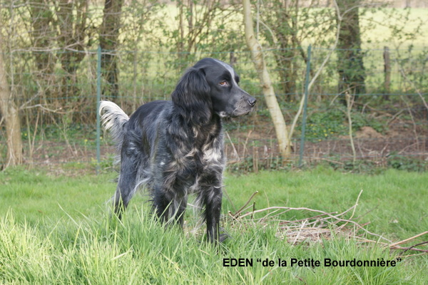 Eden de la Petite Bourdonnière à Mr Mercier Jacques