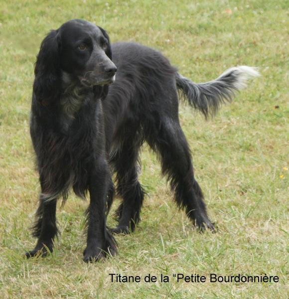 Titane de la Petite Bourdonnière à Mr Mercier Jacques